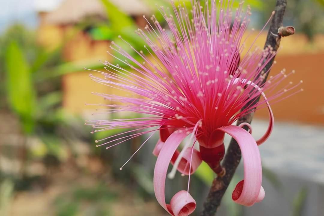 Hotel Vista Verde Huichihuayán Dış mekan fotoğraf